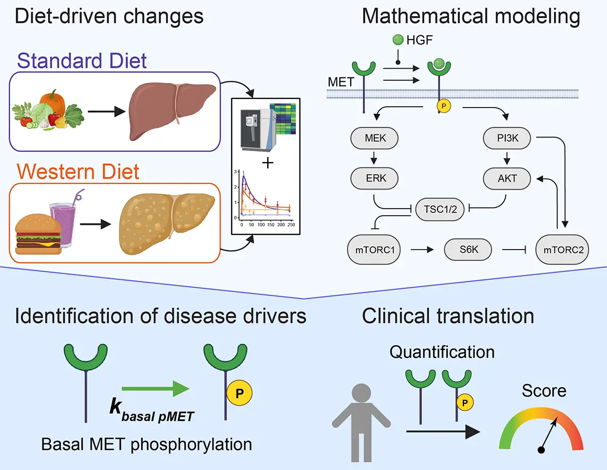 Graphical Abstract