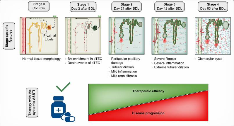 Graphical Abstract